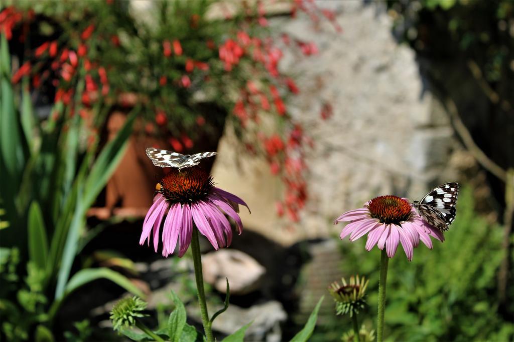 Alle Torricelle Alloggio per agriturismo *